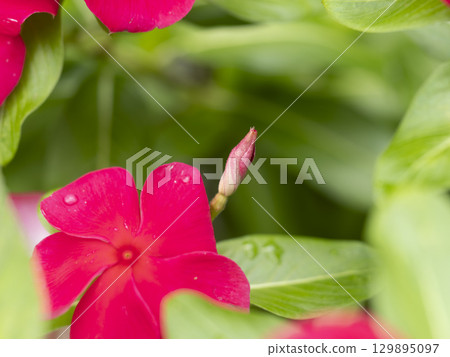 紅色馬達加斯加長春花芽 紅色馬達加斯加長春花芽 129895097