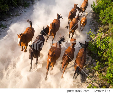 Wild horse 129895143