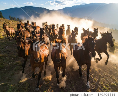 Wild horse 129895144