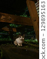 A cat resting on a bench 129895163