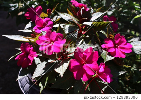 鮮豔的 Sunpatiens 花朵 鮮豔的 Sunpatiens 花朵 129895396