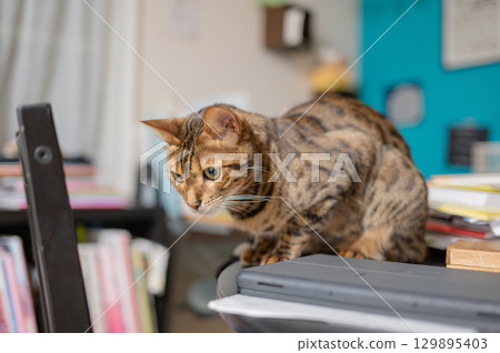 坐在桌子上的貓 129895403