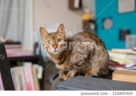 Cat sitting on the table Cat sitting on the table 129895404
