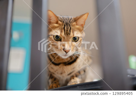 Cat sitting on the table Cat sitting on the table 129895405