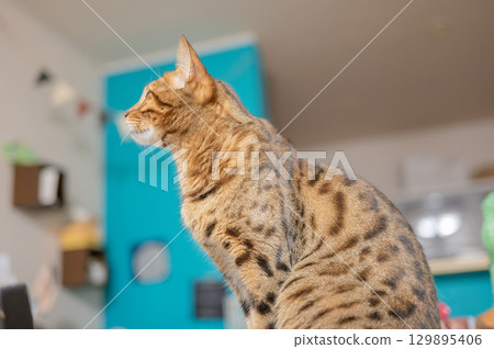 Cat sitting on the table Cat sitting on the table 129895406