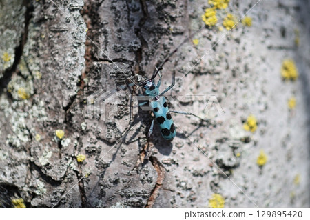 Ruri Boshikiki 129895420