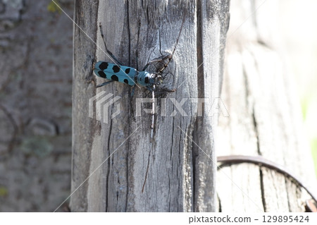 Ruri Boshikiki 129895424