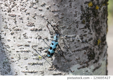 Ruri Boshikiki 129895427