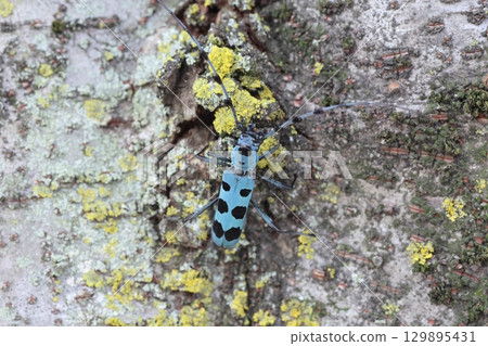 Ruri Boshikiki 129895431