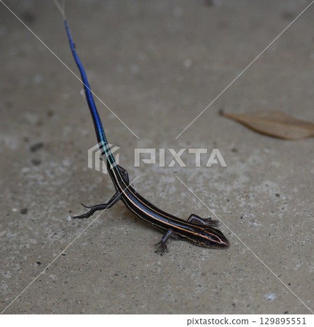 A lizard with its tail caught in a spider's web 129895551