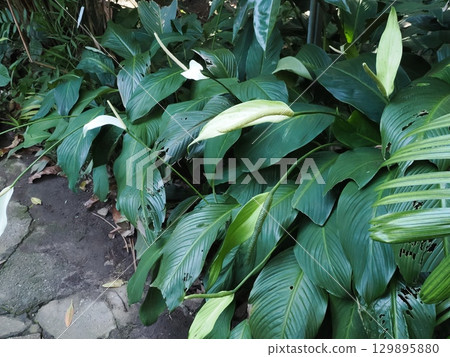 White Prayer Group - Peace Lilies at Cairns Botanic Gardens White Prayer Group - Peace Lilies at Cairns Botanic Gardens 129895880