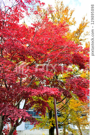 Echigo Yuzawa Onsen Town: Autumn maple leaves near the ropeway station Echigo Yuzawa Onsen Town: Autumn maple leaves near the ropeway station 129895898