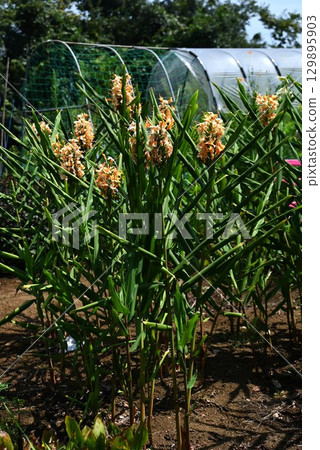 Ginger lily flower 129895903