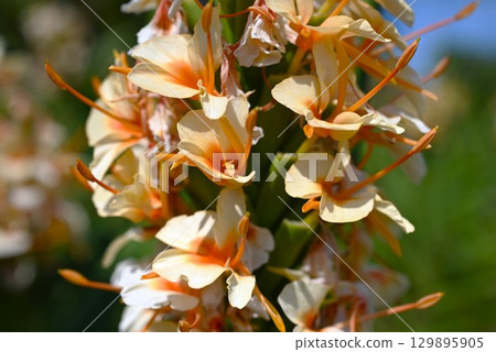 Ginger lily flower Ginger lily flower 129895905