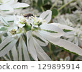 A blowfly sucking nectar from a snowdrop flower 129895914