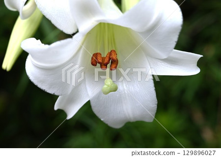 Background material of Easter lilies, gun lilies, Japanese endemic species, and seasonal flowers 129896027