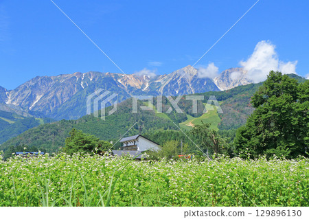 Buckwheat flowers bloom at the foot of Mt. Hakuba in summer 129896130