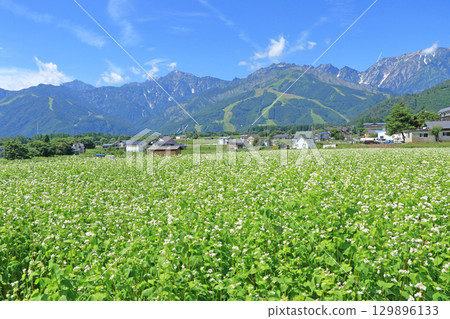 夏季白馬山腳下蕎麥花盛開 129896133