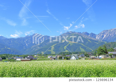 Buckwheat flowers bloom at the foot of Mt. Hakuba in summer 129896134