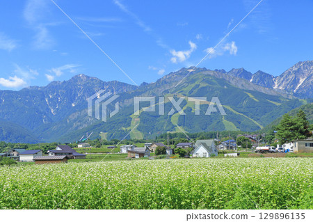 Buckwheat flowers bloom at the foot of Mt. Hakuba in summer 129896135