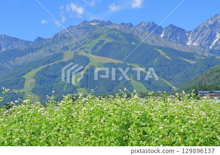 Buckwheat flowers bloom at the foot of Mt. Hakuba in summer 129896137