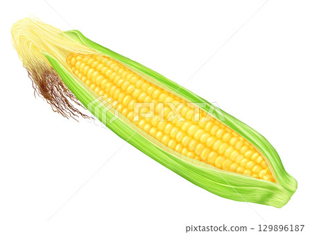 Freshly harvested corn with husk and silk 129896187