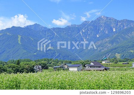 Buckwheat flowers bloom at the foot of Mt. Hakuba in summer Buckwheat flowers bloom at the foot of Mt. Hakuba in summer 129896203