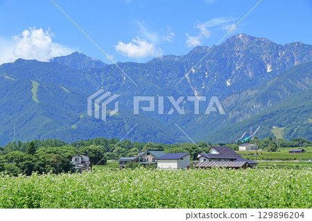 夏季白馬山腳下蕎麥花盛開 129896204