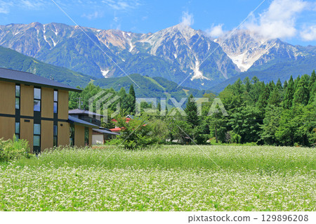 Buckwheat flowers bloom at the foot of Mt. Hakuba in summer 129896208
