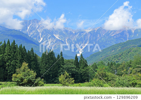 Buckwheat flowers bloom at the foot of Mt. Hakuba in summer 129896209