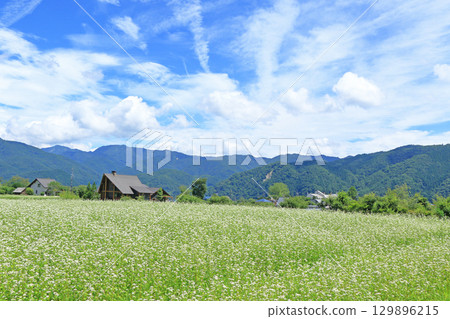 Buckwheat flowers bloom at the foot of Mt. Hakuba in summer 129896215