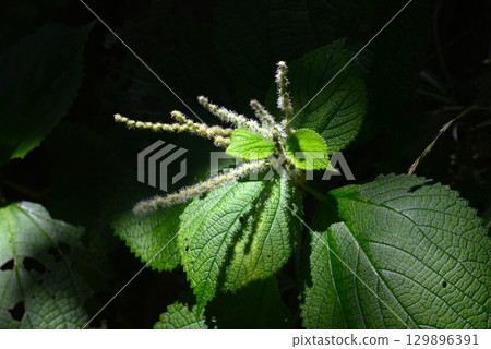 Female flower of Ramie japonica Female flower of Ramie japonica 129896391