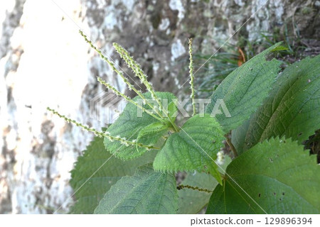 苧麻雌花 129896394