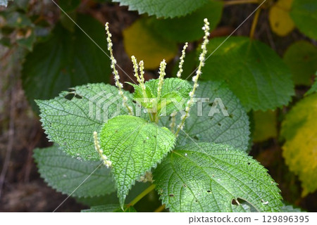Female flower of Ramie japonica 129896395