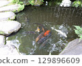 Spring park garden scenery 129896609