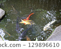 Spring park garden scenery 129896610
