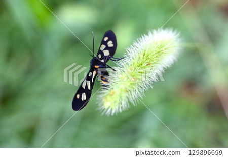 Canker moth and deer moth Canker moth and deer moth 129896699
