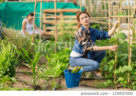 Two adult women caring for plant in garden Two adult women caring for plant in garden 129897009