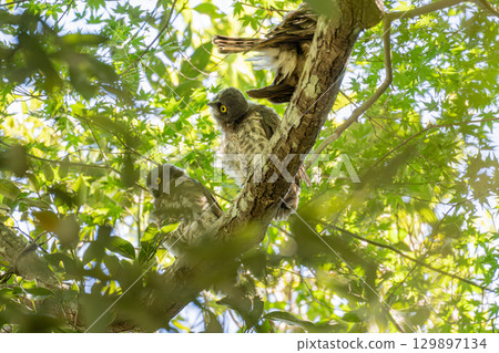 A young barn owl perched on a tree branch 129897134