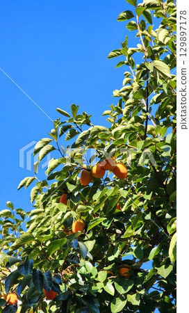 Ripe persimmons hanging on a tree, their orange hues contrasting beautifully with lush green leaves. The fruits glisten under natural sunlight, showcasing their plump and glossy appearance. Ripe persimmons hanging on a tree, their orange hues contrasting beautifully with lush green leaves. The fruits glisten under natural sunlight, showcasing their plump and glossy appearance. 129897178