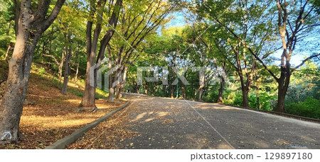 Golden autumn leaves blanket the ground, with vibrant hues of red, orange, and yellow painting the trees. Crisp air and soft sunlight highlight the seasons warmth and cozy charm. 129897180
