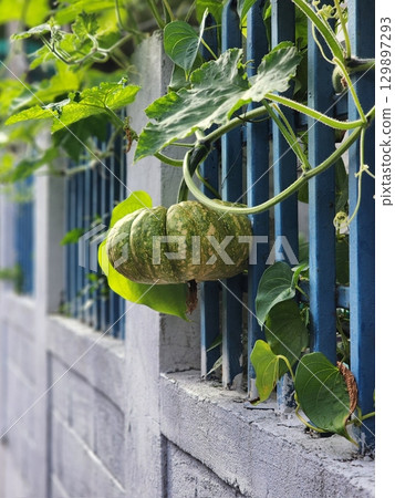 A fresh pumpkin still attached to its vine, surrounded by lush green leaves. Its vibrant color and natural growth create a beautiful, rustic farm scene. 129897293