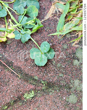 A vibrant green four-leaf clover, symbolizing luck and rare beauty. Perfect for themes of nature, good fortune, or unique finds. A timeless icon of positivity and charm. 129897294