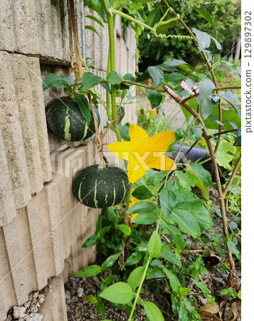 A fresh pumpkin still attached to its vine, surrounded by lush green leaves. Its vibrant color and natural growth create a beautiful, rustic farm scene. 129897302