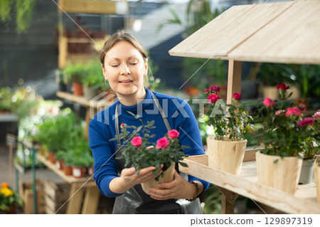 female worker holding flower pot with rose bush in her hands female worker holding flower pot with rose bush in her hands 129897319