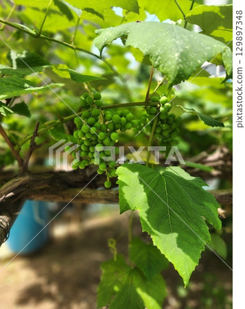 A lush grapevine loaded with ripe, plump grapes hanging in vibrant clusters, ready for harvest. The leaves create a green canopy, adding a picturesque touch to the vineyard scene. 129897348