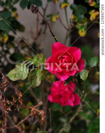 Beautiful, vibrant roses in full bloom, showcasing their rich colors and delicate petals. A timeless symbol of love and beauty, perfect for any occasion or as a stunning gift. 129897369