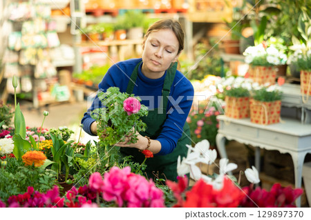 Gardener woman holding potted ranunculus in container garden Gardener woman holding potted ranunculus in container garden 129897370