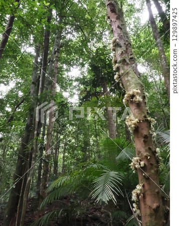 森林樹幹間的白光-通往Ellinjaa瀑布路上的蒲桃 森林樹幹間的白光-通往Ellinjaa瀑布路上的蒲桃 129897425