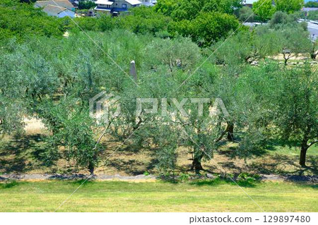 Shodoshima olive tree Shodoshima olive tree 129897480